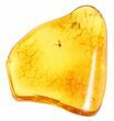 Fossil Fly (Diptera) In Baltic Amber #58043-2